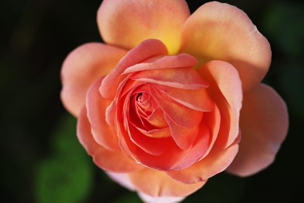 Rose Bud Of Orange by Joy Watson